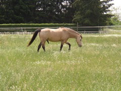 P5260026