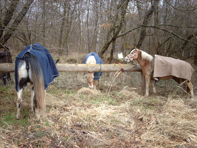 IMAG0070.JPG