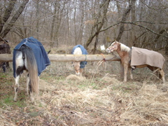 IMAG0070.JPG